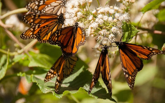 Santuario Mariposas Monarca (Video Mexico Desconocido).